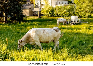 Cow on the meadow, eating grass. Farming outdoor. Beautiful landscape with sun light. Animal of farm. Sunny evening, amazing weather. Beauty of the nature, rural life.