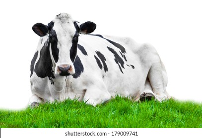 cow on meadow isolated on white