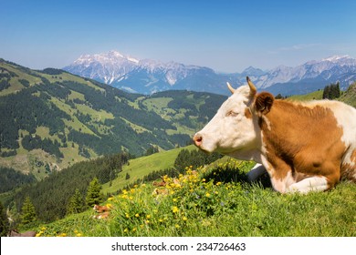 Cow On Mountain Pasture In The Alps