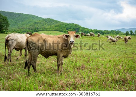 cow on pasture Stock photo © 