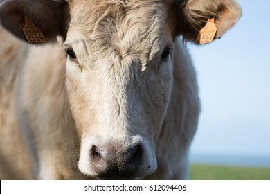 A cow on the pasture. The head of a cow close-up. Butcher cow on the countryside, beautiful sky in the background. - Powered by Shutterstock