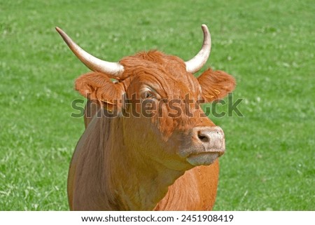 Similar – Cachena Cattle