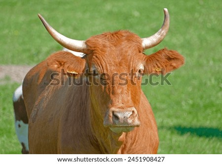 Similar – Cachena Cattle