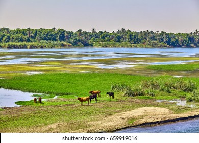 cow on river bank in egypt. River Nile in Egypt. Life on the River Nile - Powered by Shutterstock