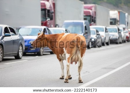 Cow on the road among the cars. At the Georgian customs, there is a queue of cars and a cow.