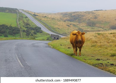 Cow On The Road In Dartmoor, Devon