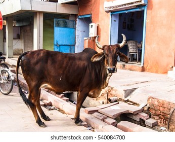 Cow On The Street Of Delhi