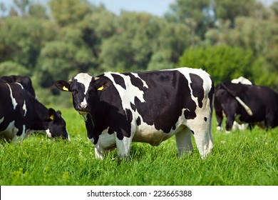 170,379 Dairy cow farming Images, Stock Photos & Vectors | Shutterstock