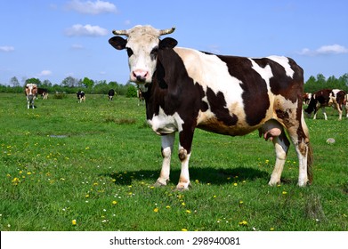 Cow on a summer pasture