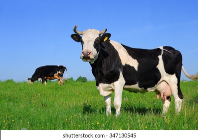 Cow on a summer pasture