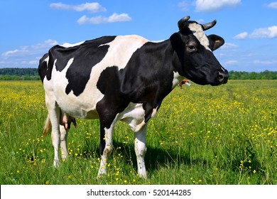 Cow on a summer pasture - Shutterstock ID 520144285