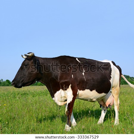 Similar – Cow rest Nature Animal Sky