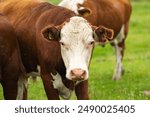 Cow on a summer pasture. Herd of cows grazing in Alps. Holstein cows, Jersey, Angus, Hereford, Charolais, Limousin, Simmental, Guernsey, Ayrshire, Brahman Cattle breeds. Cow in a field. Dairy cow.