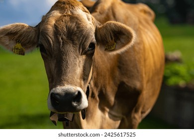 Cow on a summer pasture. Herd of cows grazing in Alps. Holstein cows. Cow is looking at camera. Close-up cows face. - Powered by Shutterstock