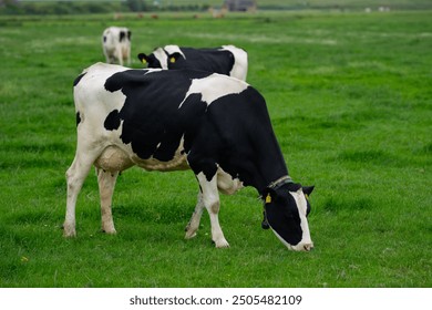 Cow on a summer pasture. Herd of cows grazing in Alps. Holstein cows on summer pasture. Mature cow at grass field. Cows eating grass at pasture. Cow Farm. Cows grazing at pasture. - Powered by Shutterstock