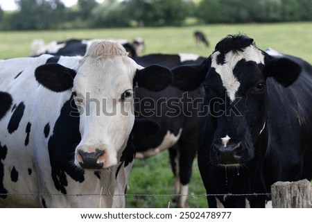 Similar – Image, Stock Photo cow  grazing in the countryside