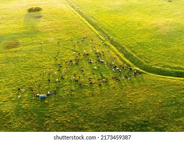 Cow on sunset. Cows graze on field with green grass at farm. Aerial view of a farm field with cow grazes eating grass to make fresh milk. Floating farms in field. Cows on sunrise. Cow and bull.