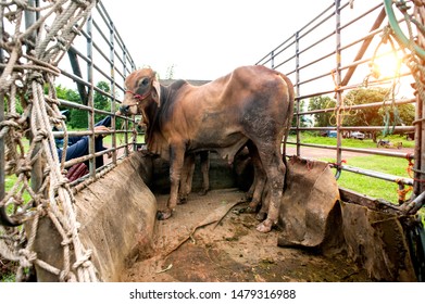 Cow On Truck Cage For Send To Slaughterhouse