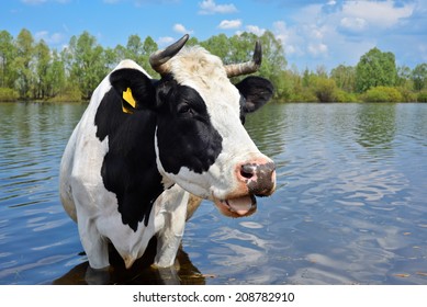 Cow on a watering place, Kyiv region, Ukraine