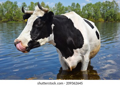 Cow on a watering place, Kyiv region, Ukraine/Cow on a watering place/Cow on a watering place