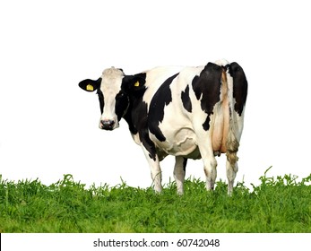 Cow on white background with grass