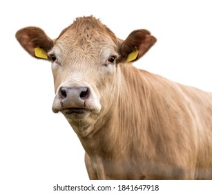 Cow On A White Background Isolated