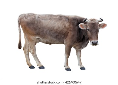 Cow on a white background isolated.