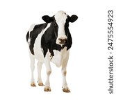 Cow on white isolated background, cow qurbani cow Eid Ul Adha cow, cattle farm 