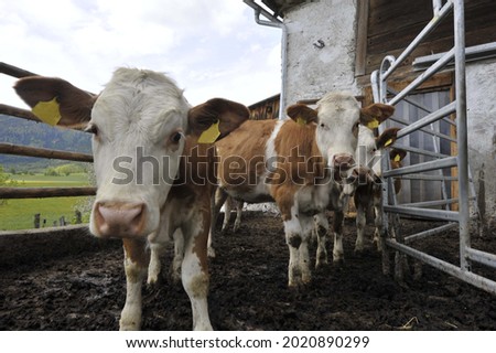 cow in an open barn, outlet for exercise for the cattle on a farm