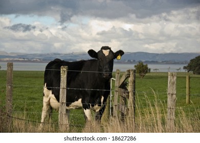 Cow in paddock, Wairarapa, New Zealand