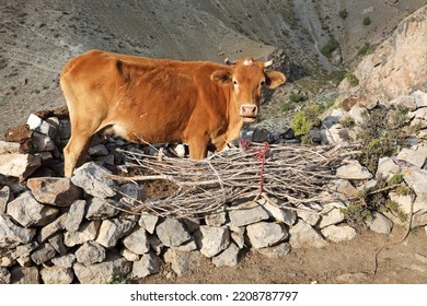 Cow In Pamir Mountains, Tajikistan