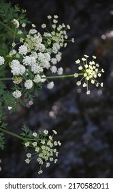 Cow Parsley Above A Cornish Stream