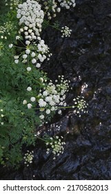 Cow Parsley Above A Cornish Stream