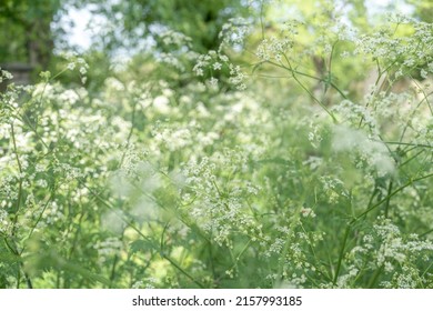 Cow Parsley - Anthriscus Sylvestris - In Abundance In The UK.