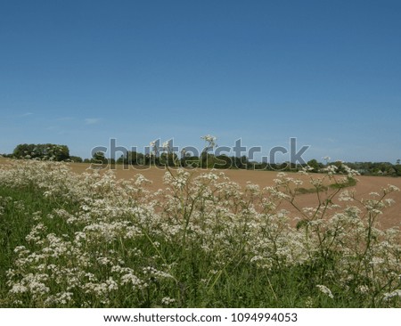Cow Parsley (Anthriscus sylvestris) in a Hedgerow on a Quiet Country Lane in Rural Somerset, England, UK