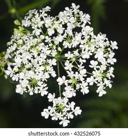 Reine Des Prés Fleur Images Stock Photos Vectors