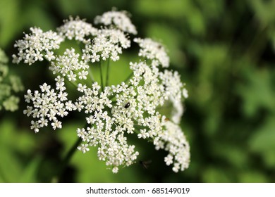 Cow Parsnip