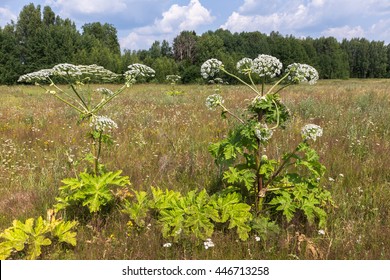 Cow Parsnip In Summer