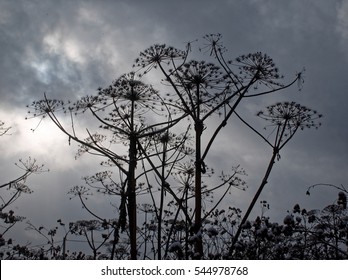 Cow Parsnip In Winter 