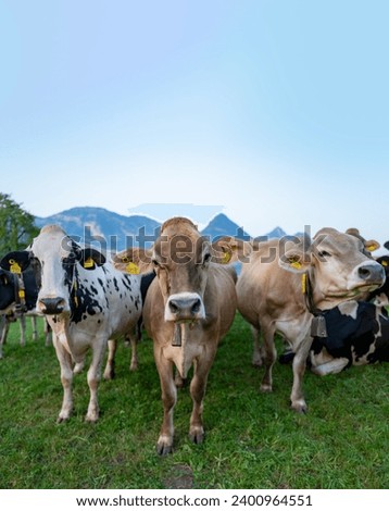 Cow pasture in Alps. Cows in pasture on alpine meadow in Switzerland. Cow pasture grass. Cow on green alpine meadow. Cow grazing on green field with fresh grass. Swiss cows. Herd of cows.