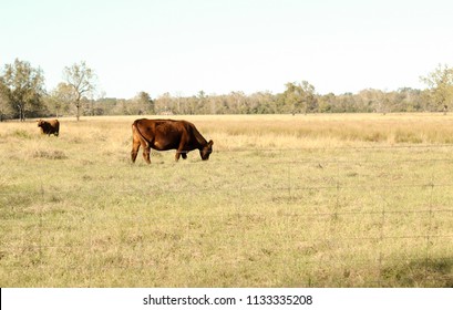 Cow In The Pasture In East Texas.