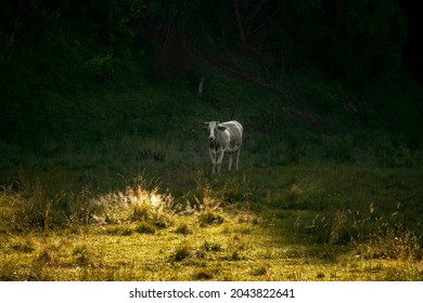 Cow Pasture Grass Meadow With Spring Time  Sun Light And Shadow Border Scenic View Country Side Rustic Farmland Environment Space 