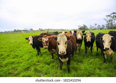Cow in the pasture, New Zealand - Shutterstock ID 1822410296