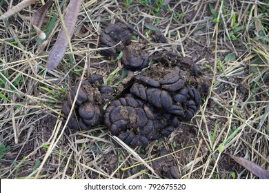 Cow Poop Images, Stock Photos & Vectors 