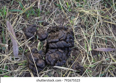 Cow Poop Images, Stock Photos & Vectors | Shutterstock