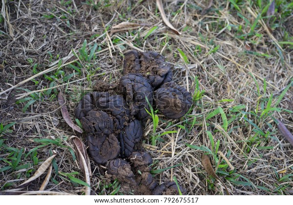 Cow Pat Feces Liquid Not Liquid Stock Photo (Edit Now) 792675517