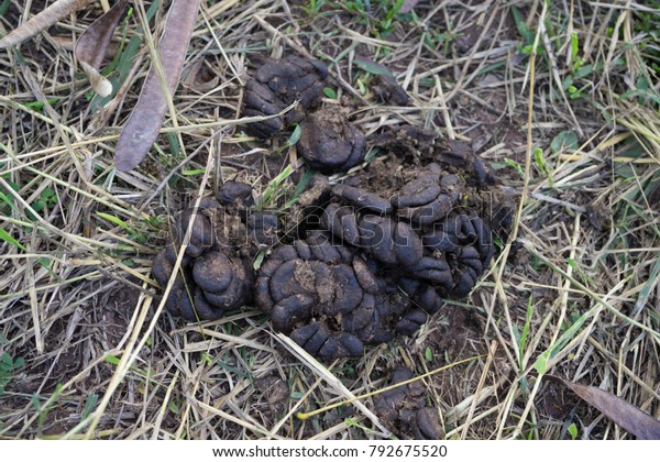 Cow Pat Feces Liquid Not Liquid Stock Photo 792675520 | Shutterstock