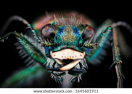 Similar – blowflies Animal