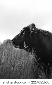 Cow In The Peak District In Black And White