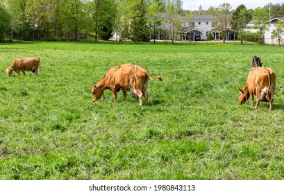 The Cow Is Peeing. Stream Of Urine. Cows Graze On The Pasture. Cattle. Cows Eat Grass. Agriculture. High Quality Photo